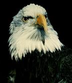 Bald eagle head looking at an angle on a black background