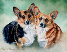 Two corgis dogs looking straight ahead one black adn white, one brown and white